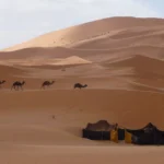 Caravane de dromadaires arrivant au camp