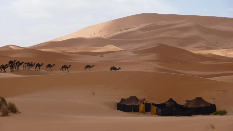Caravane de dromadaires arrivant au camp